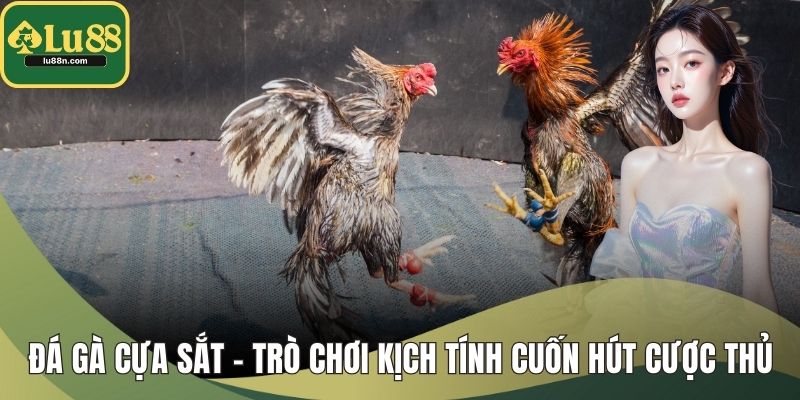 Đá Gà Cựa Sắt